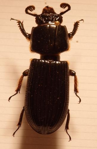 Passalus striolatus